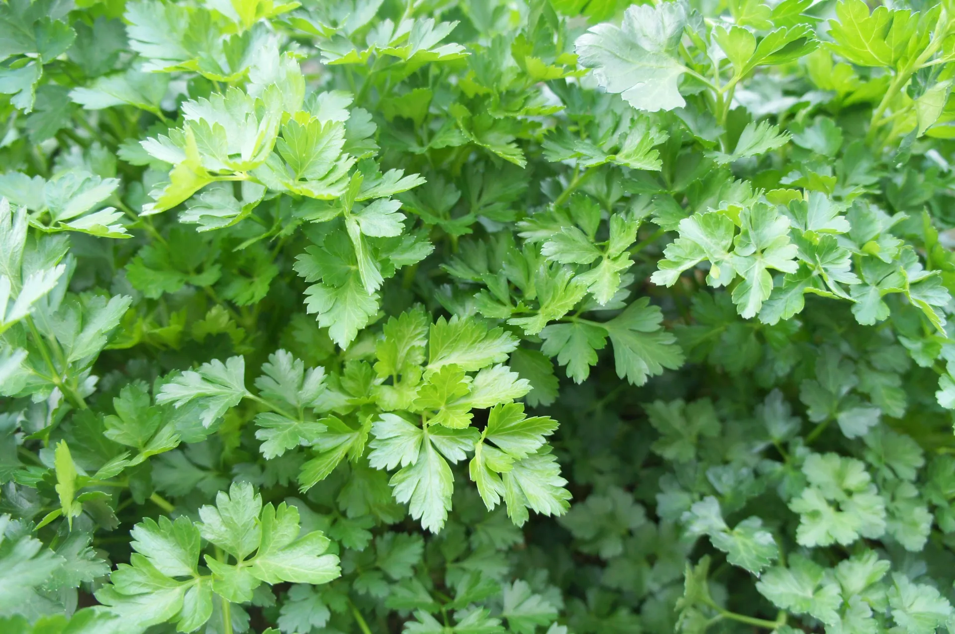 イタリアンパセリ