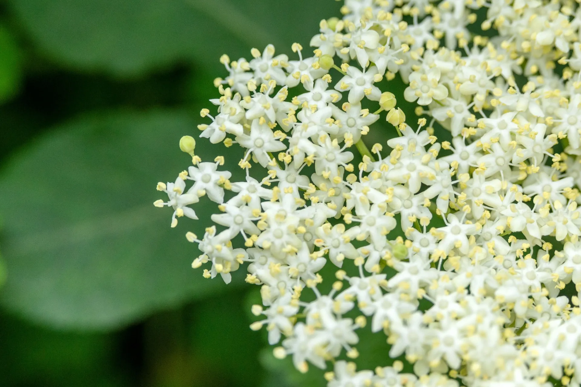 エルダーフラワー