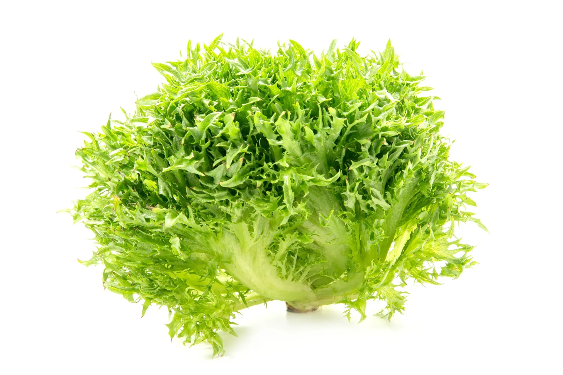 ハンサムグリーンレタス