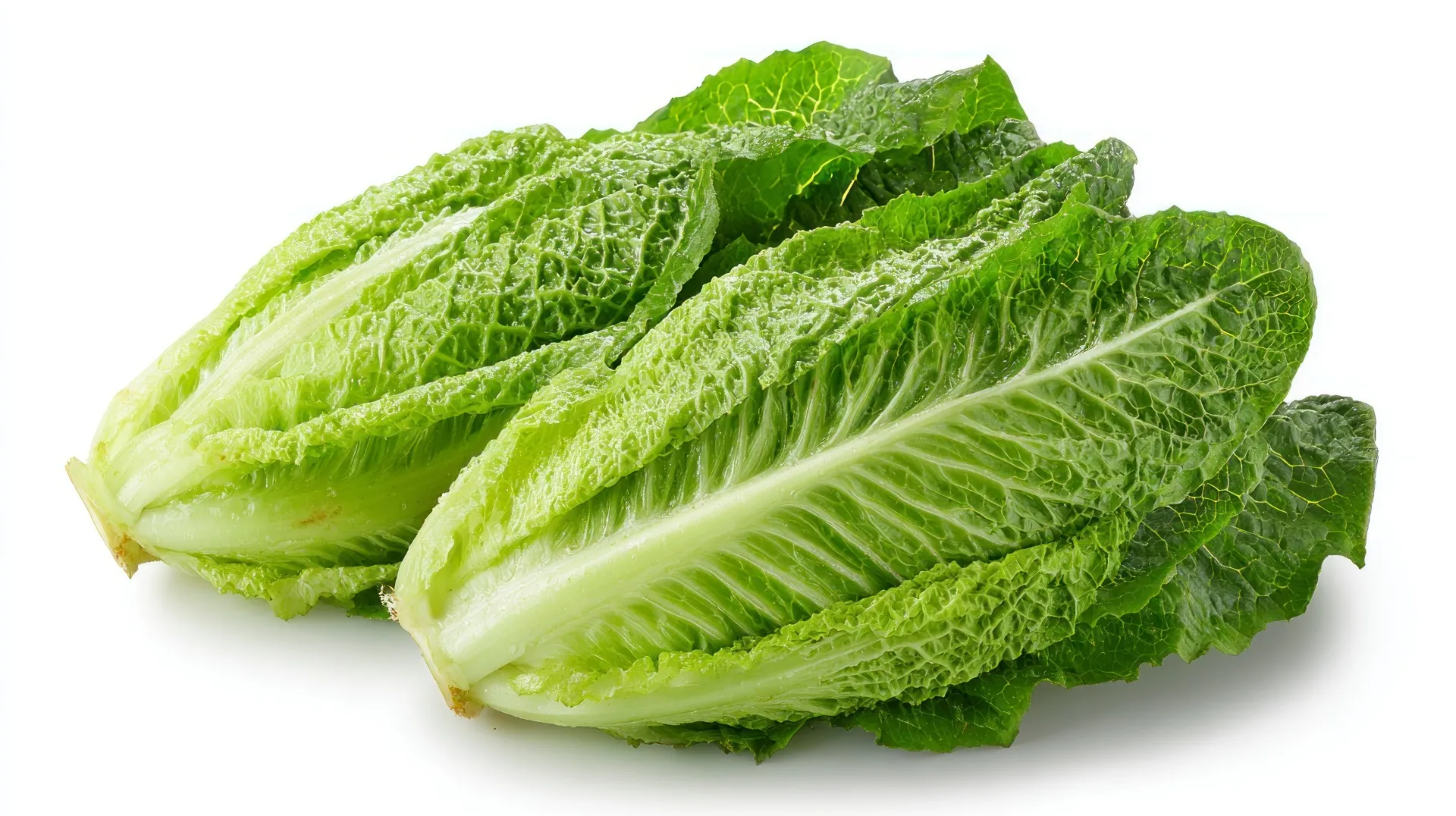 ロメインレタス