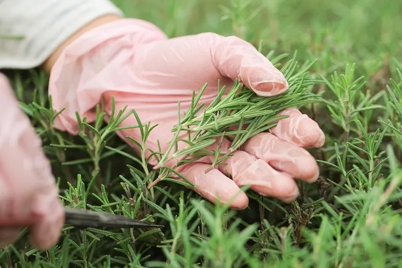 日々栽培や研究に励む代表のあいさつ