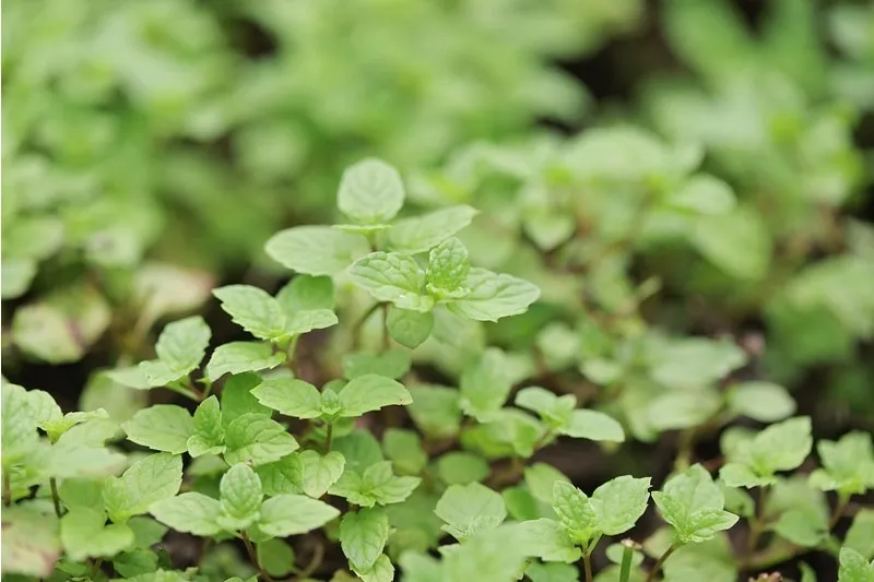 個性豊かな多種多様な商品を取り扱い