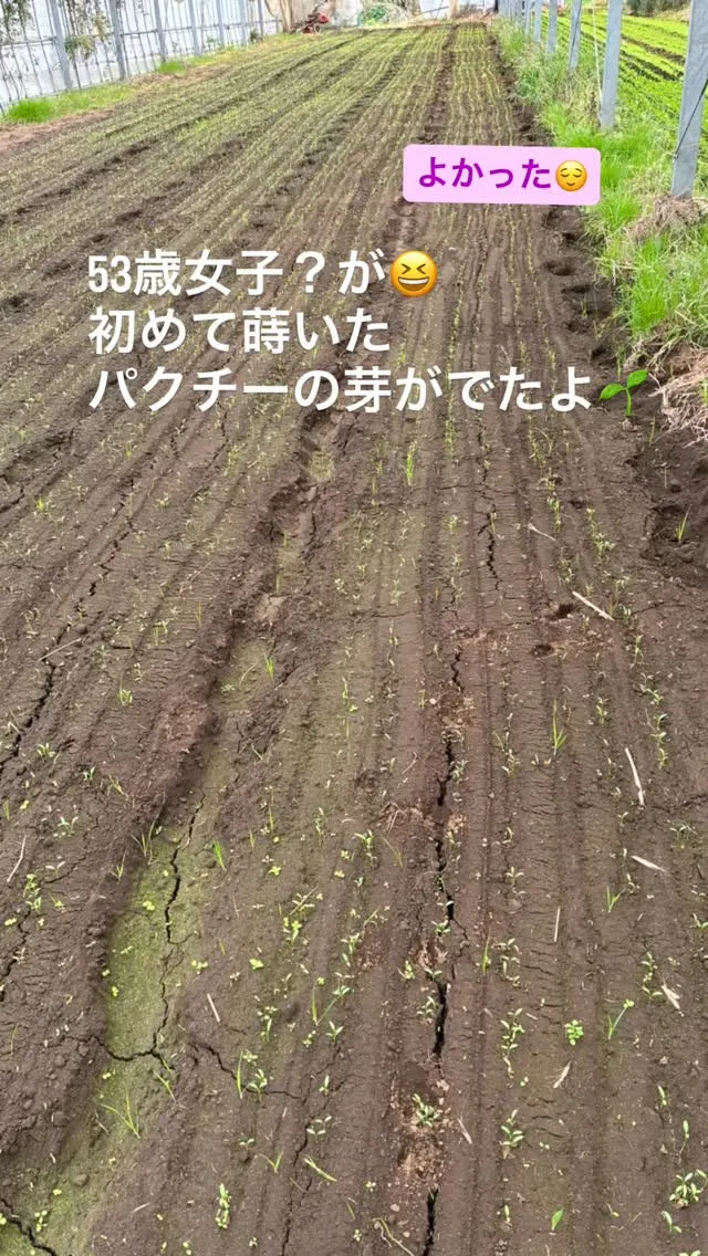 53歳にして初めてパクチーのタネを蒔きました。