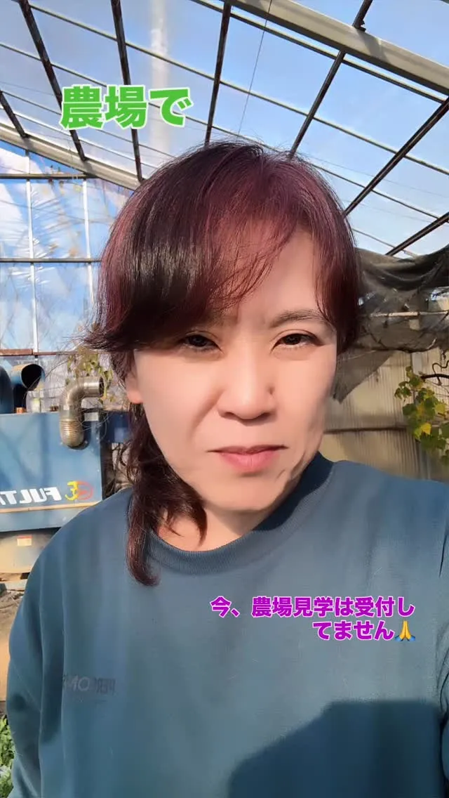 イタリアンパセリは、いろいろ使い勝手がいいハーブの一つです。