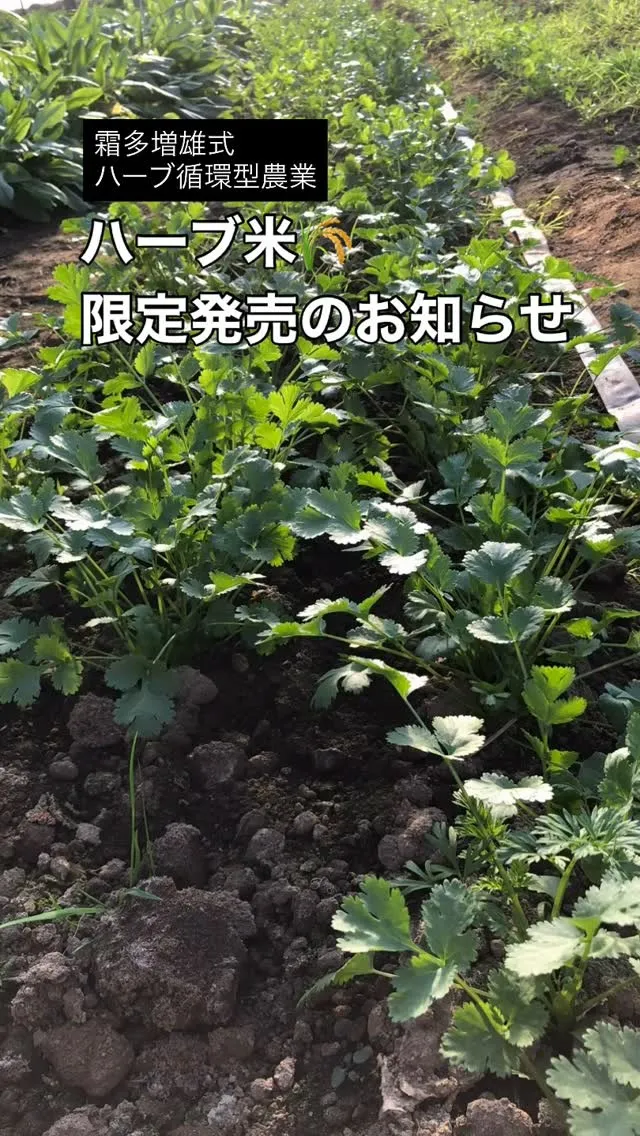 ハーブ米ってどんなお米？