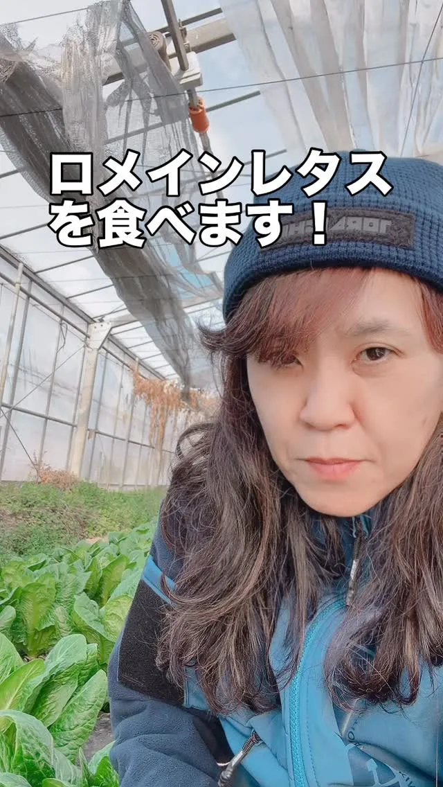 ロメインレタス、認知されてきましたね！