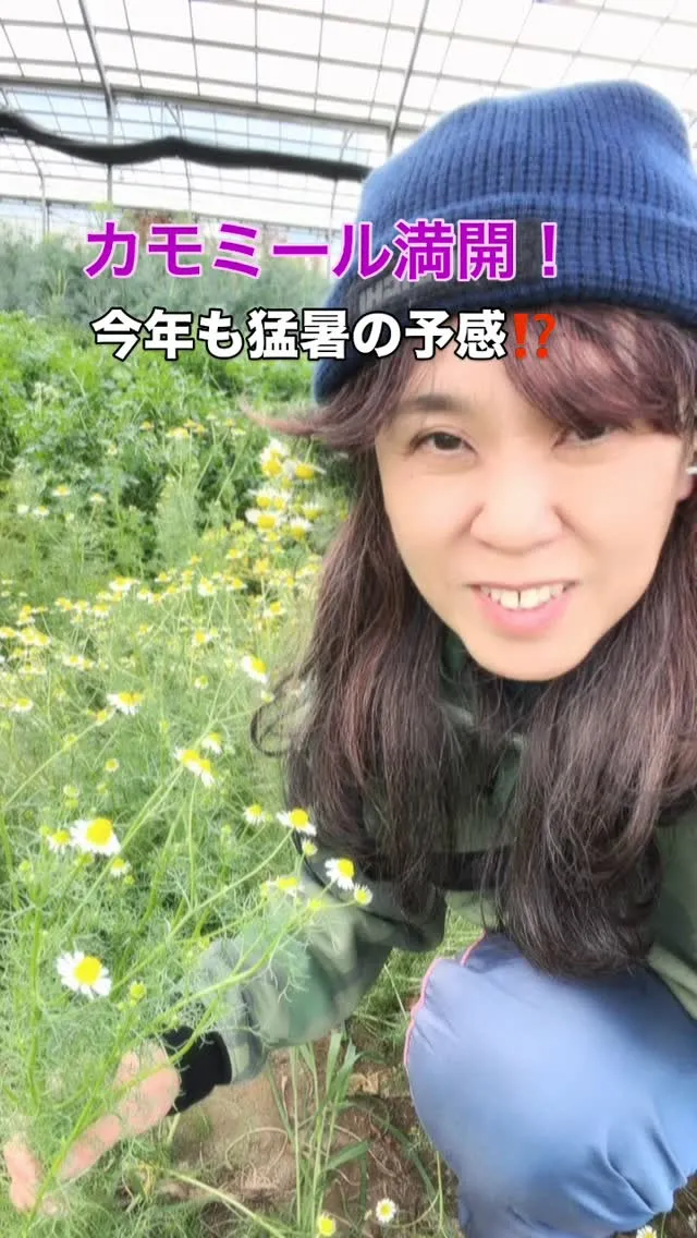 今年は、カモミールの開花が早いです！