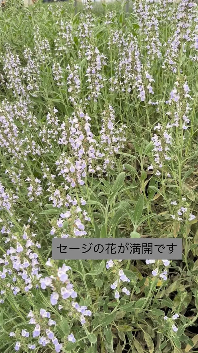 セージの花が満開です。