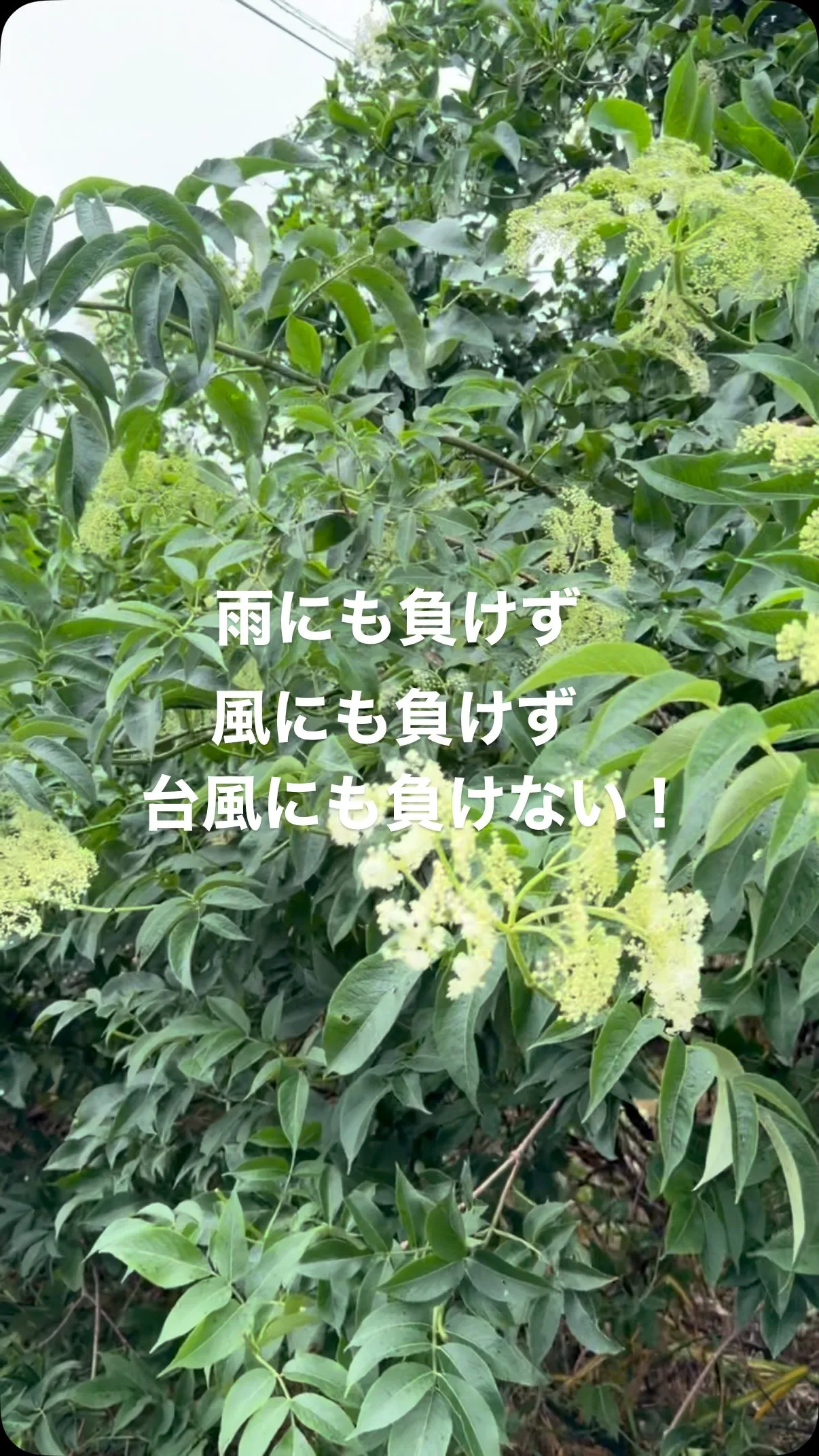 本日のエルダーフラワーさん。