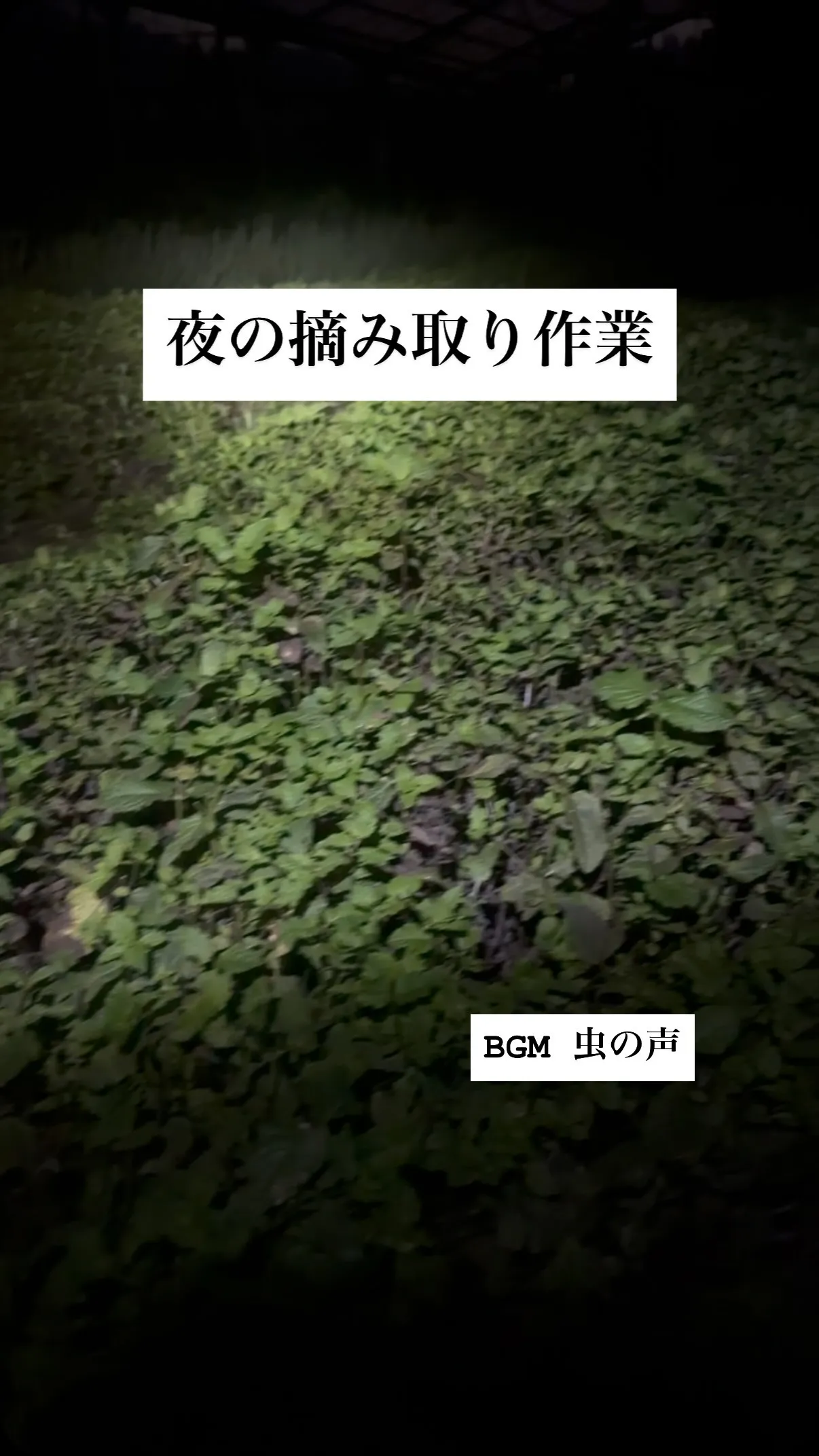暑くなってきました。