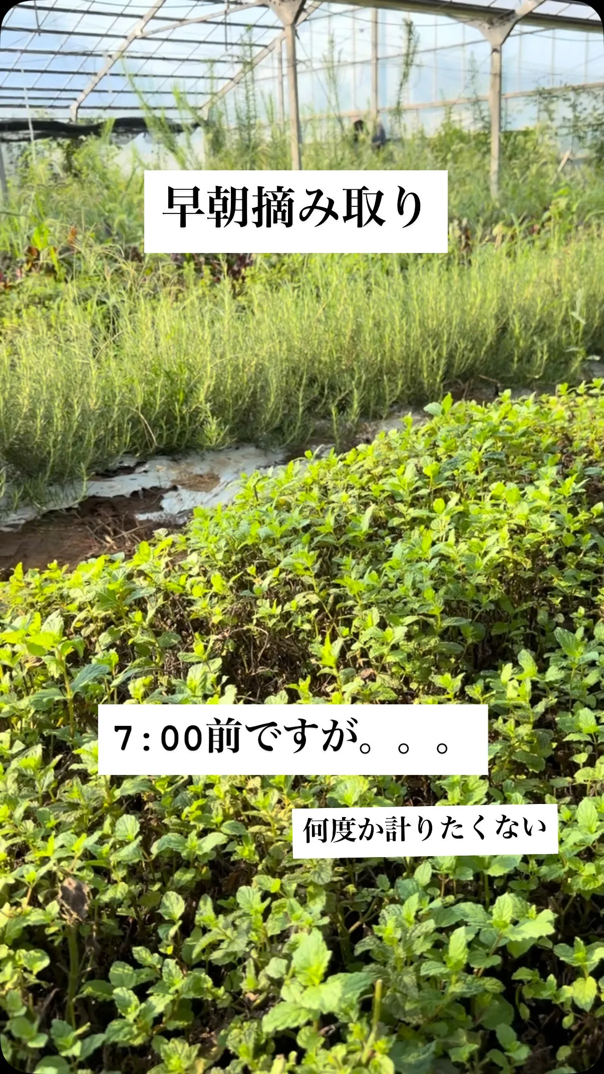 暑いです。