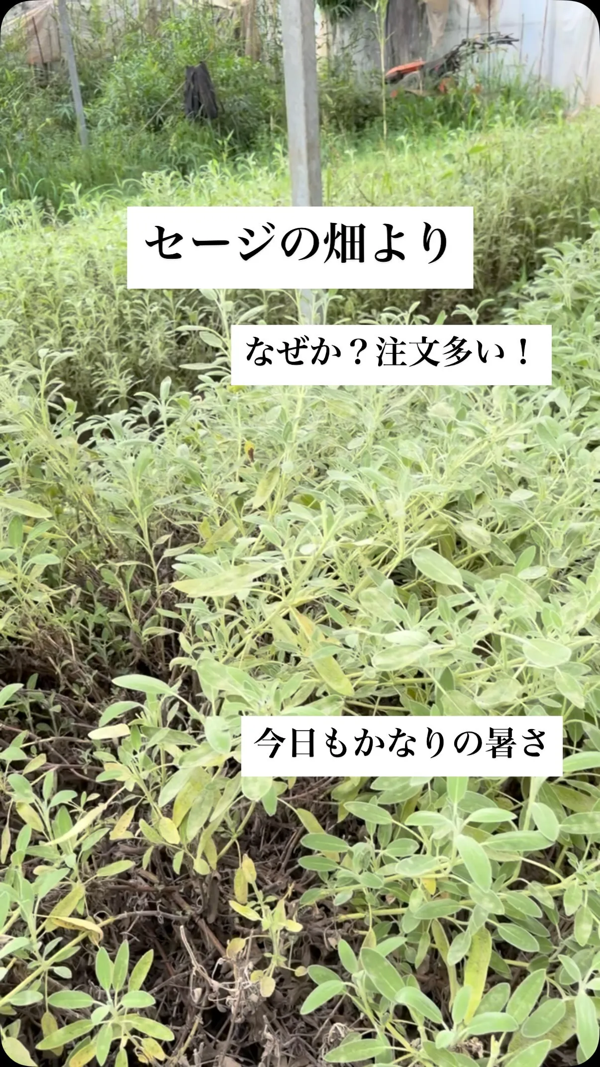 セージの畑よりお送りしています。