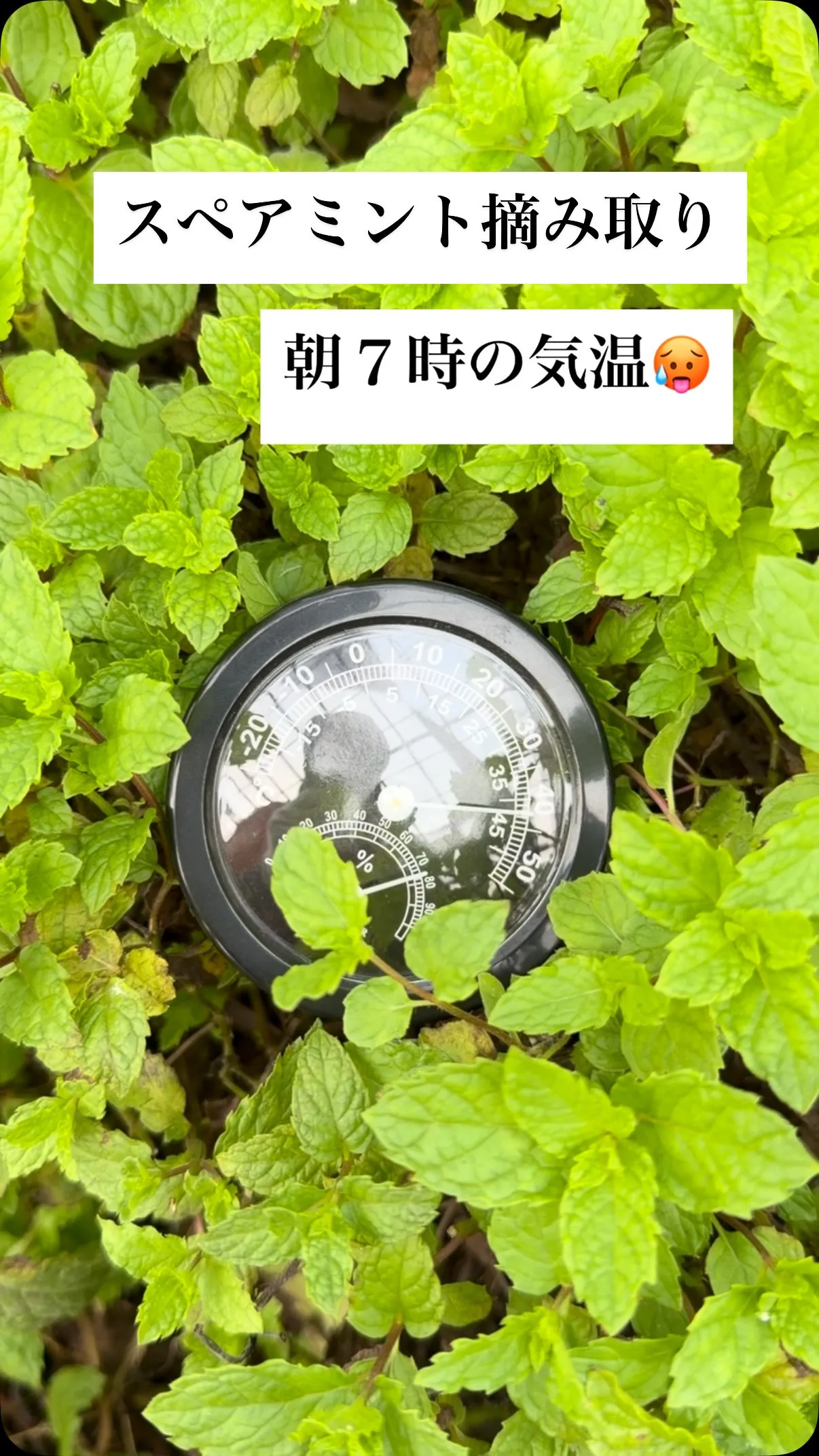 朝７時ですでにこの気温です。