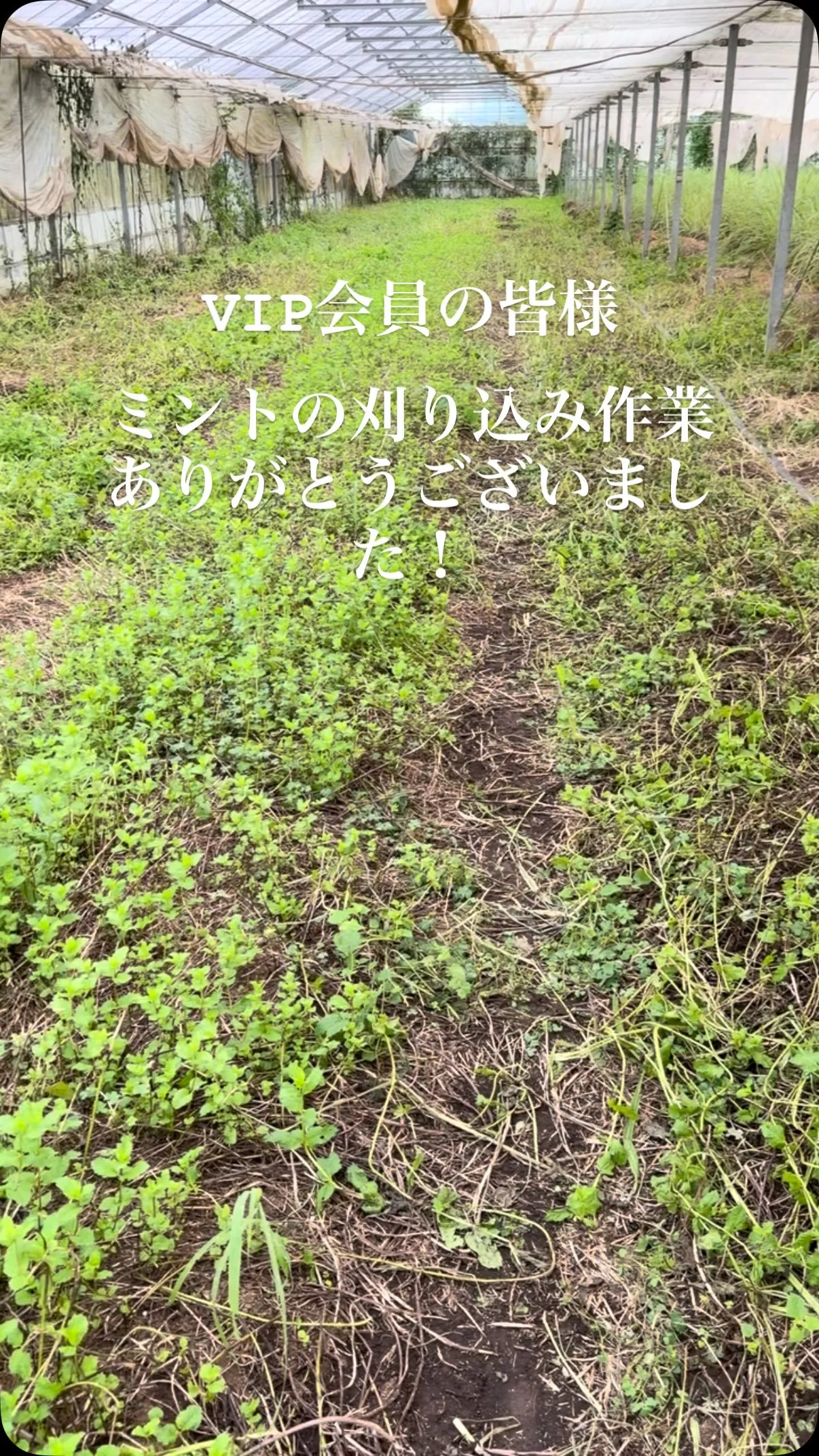 VIP会員の皆さま、ミントの刈り込み作業、ありがとうございま...