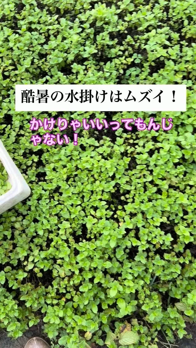 酷暑の水掛けは、神経質になっちゃいます。