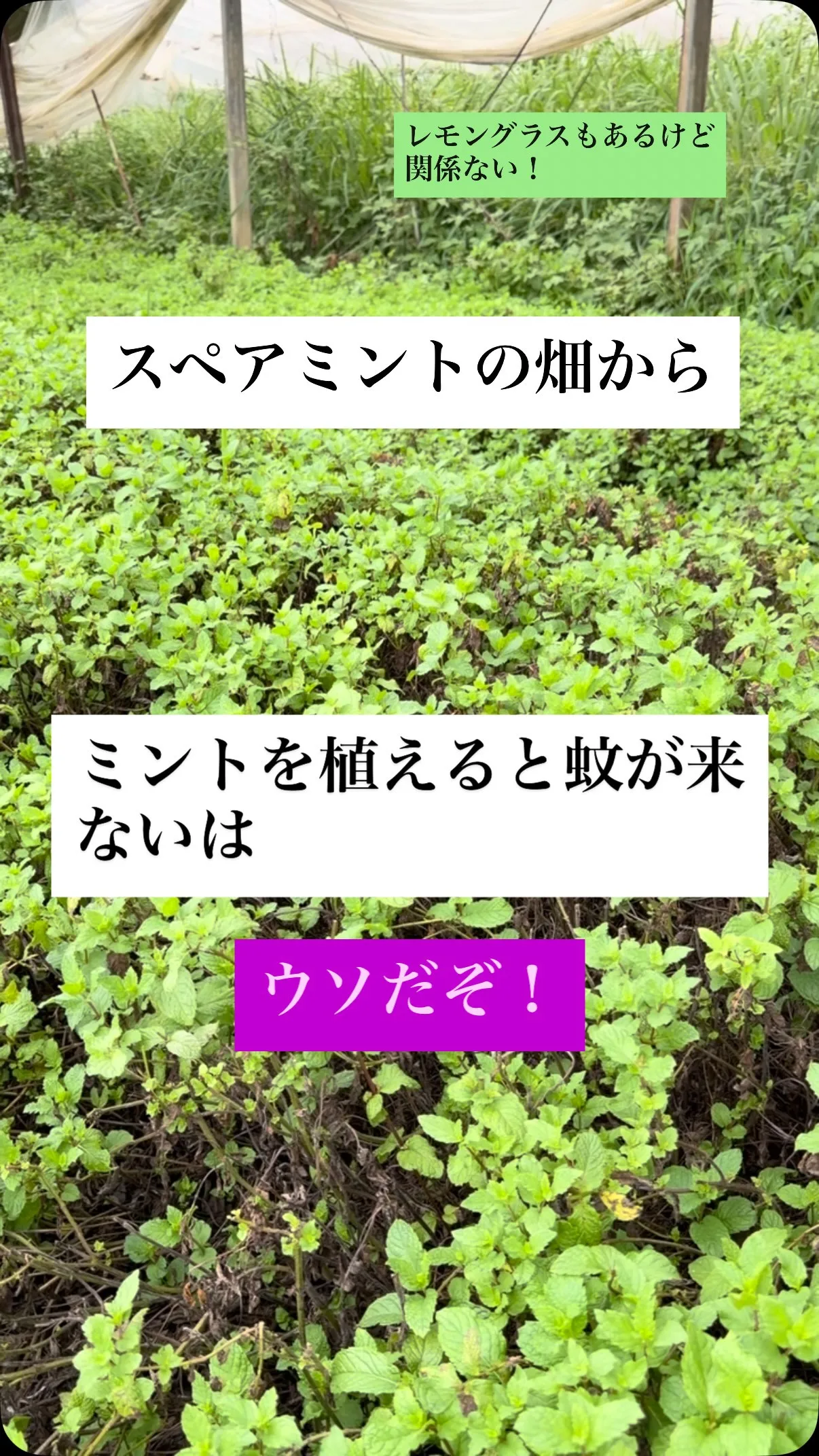 ミントを植えると蚊が来ないなんて、誰が言ったの？