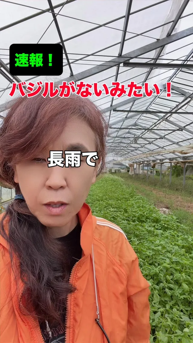 ベト病って知ってますか？　長雨ジメジメが続くと、バジルは病気...
