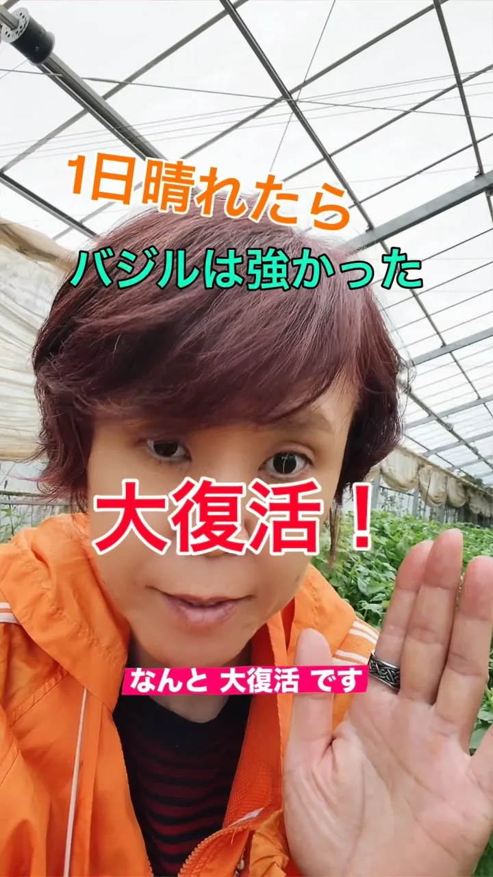 だめだと思ったバジルが大復活！